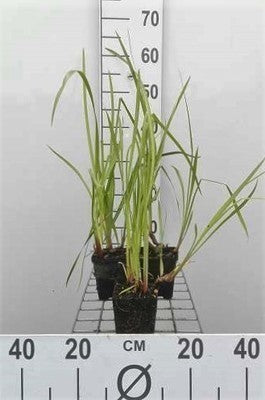 Acorus calamus