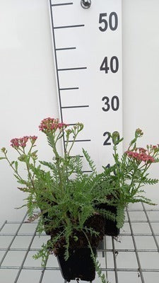 Achillea mil. 'Apricot delight'