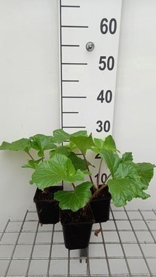 Acanthus mol. 'Hollard's Gold'