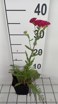 Achillea mil. 'Saucy Seduction'®