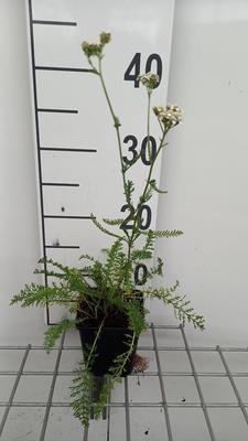 Achillea mil. 'White Beauty'