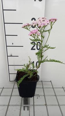 Achillea mil. 'Wonderful Wampee'