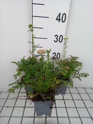 Achillea nobilis