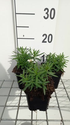 Achillea ptarm. 'Nana Compacta'