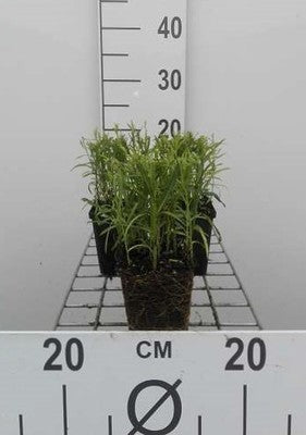 Achillea ptarmica