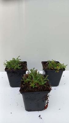 Achillea tom. 'Aurea'