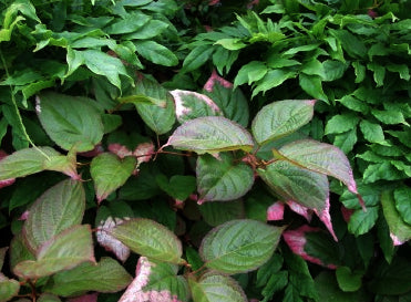 Actinidia kolomikta