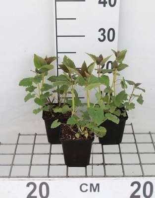 Agastache hybr. 'Blue Fortune'
