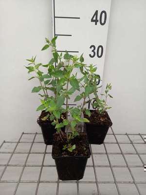 Agastache hybr. 'Kudos Coral'