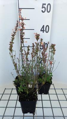 Agastache hybr. 'Kudos Mandarin'