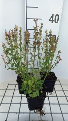Agastache hybr. 'Kudos Red'