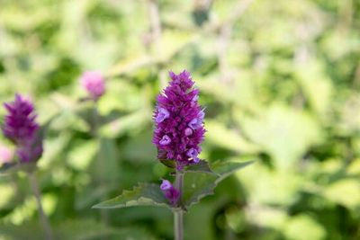 Agastache pallida 'Globetrotter'