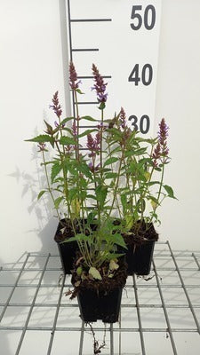 Agastache hybr. 'Purple Haze'