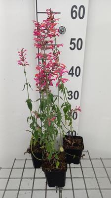 Agastache hybr. 'Tangerine Dream'