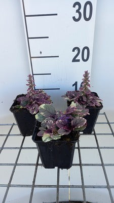 Ajuga rept. 'Burgundy Glow'