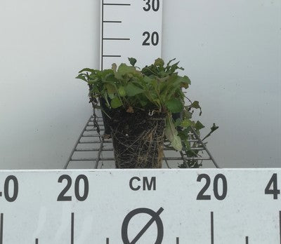 Ajuga reptans