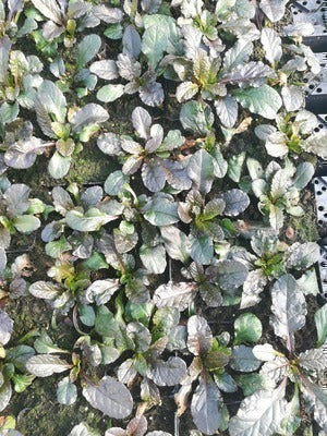 Ajuga rept. 'Purple Torch'