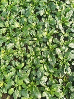 Ajuga rept. 'Sanne'