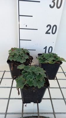 Alchemilla erythropoda