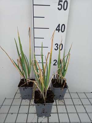 Allium fistulosum