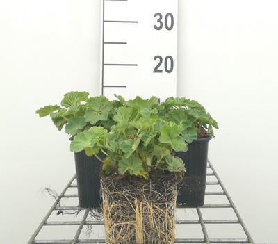 Alchemilla mollis