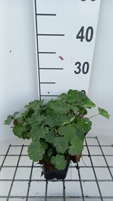 Alchemilla vulgaris