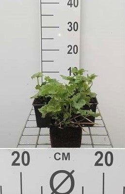 Anemone hybr. 'Konigin Charlotte'