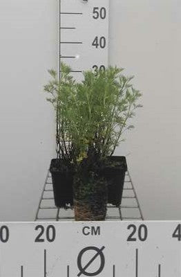 Artemisia abrotanum