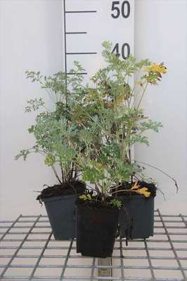 Artemisia absinthium