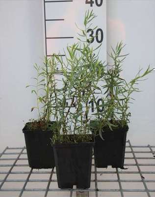 Artemisia dracunculus