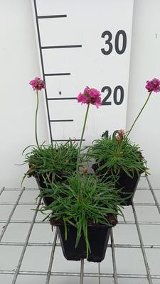 Armeria mar. 'Dusseldorfer Stolz'