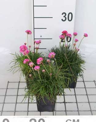 Armeria mar. 'Rosea Compacta'