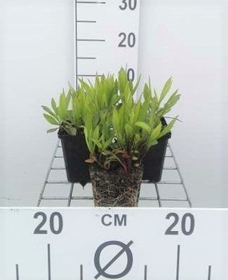 Aster dum. 'Prof. Anton Kippenberg'