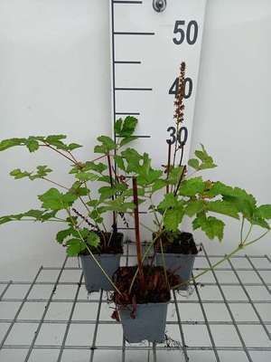 Astilbe hybr. 'Vision In Red'r