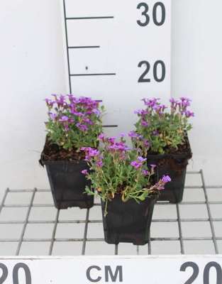 Aubrieta hybr. 'Hamburger Stadtpark'