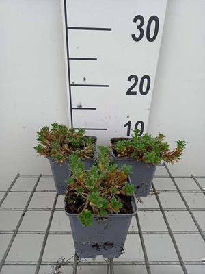 Aubrieta 'Red Carpet'