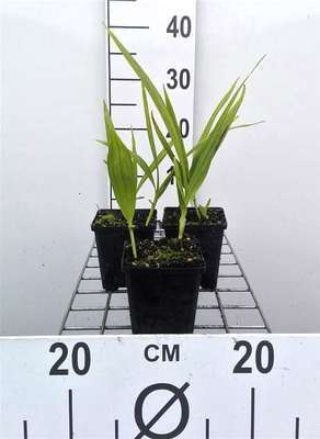 Bletilla striata