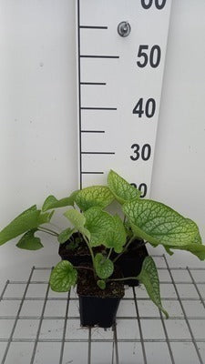 Brunnera macr. 'Alexander's Great'