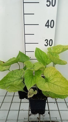 Brunnera macr. 'Dianes Gold'