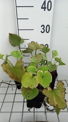 Brunnera macr. 'Hadspen Cream'