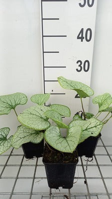 Brunnera macr. 'Silver Spear'
