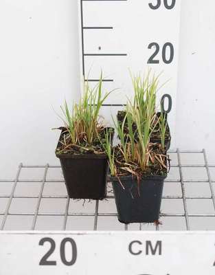 Carex acutiformis
