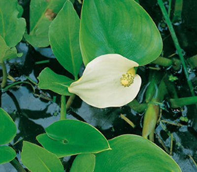 Calla palustris