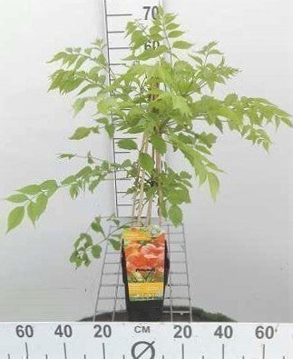 Campsis rad. 'Flamenco'