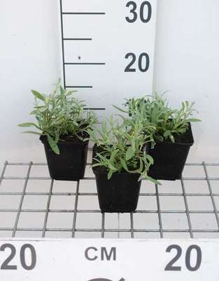Cerastium biebersteinii