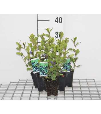 Ceratostigma plumbaginoides