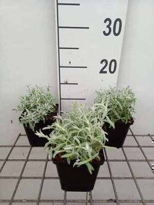 Cerastium tom. 'Silberteppich'