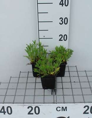 Chamaemelum nob. 'Ligulosum' (='plenum')