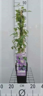 Clematis hybr. 'Justa'