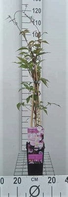 Clematis mont. 'Mayleen'